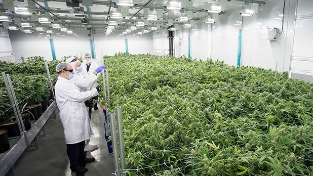 Продажи медицинского каннабиса Aurora Cannabis выросли на 562%